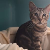 MISKETTO, chatte à adopter