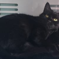 IRIS, chatte à adopter