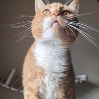 SHEILA, chatte à adopter