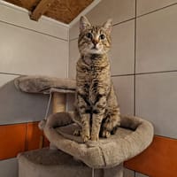 KINDER, chat à adopter