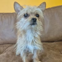 FLAMBY, chien à adopter