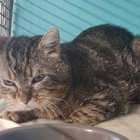 EINSTEIN, chat à adopter