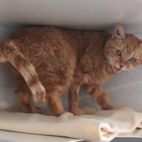 MIMINE LABILLE, chatte à adopter