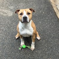 LUNA VAA, chienne à adopter