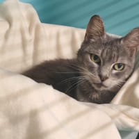 MISTIGRIE, chatte à adopter