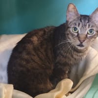 CHITIGRETTE, chatte à adopter