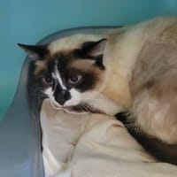 Simone, chatte à adopter