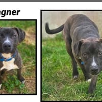 WAGNER (Réservé), chien à adopter
