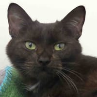 CESAR, chat à adopter