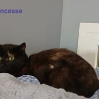Princesse, chatte à adopter