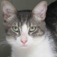 Appy, chat à adopter