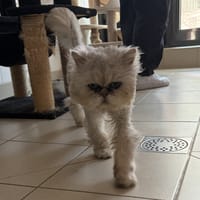 TIMAL, chat à adopter