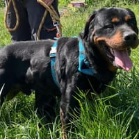 PRESTON VAA, chien à adopter