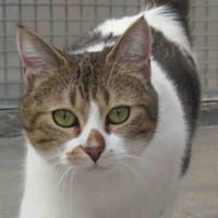 LUNE, chatte à adopter