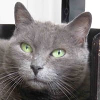MAYA, chatte à adopter