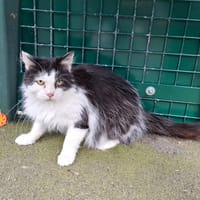 AKUNA, chat à adopter