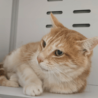 BOUNTY, chat à adopter
