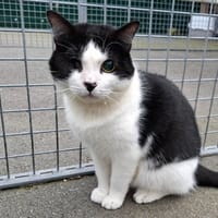 ADOLPHO, chat à adopter