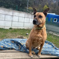 MALIE, chienne à adopter