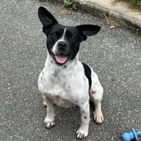 VOLT VAA, chien à adopter