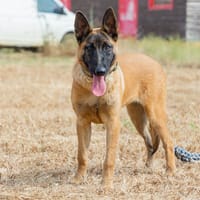 TARA, chien à adopter