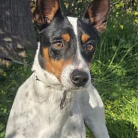 JARO, chien à adopter