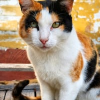 PILI, chatte à adopter