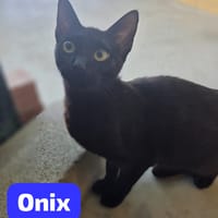 ONIX, chat à adopter