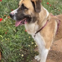 RUSO, chien à adopter