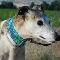 CHERI, chien à adopter