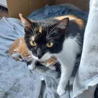 Freya, chatte à adopter