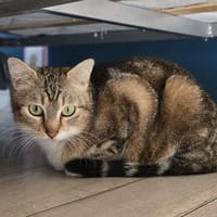 Vicky, chatte à adopter