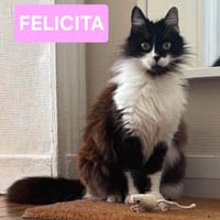 FÉLICITA, chatte à adopter
