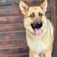 ELLIE (Maria), chienne à adopter