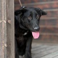 DALIA (Maria), chienne à adopter