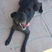 FIRULAIS (Maria), chien à adopter