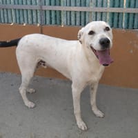 YIN (Maria), chien à adopter