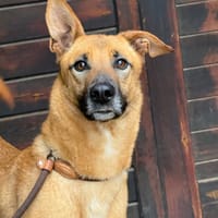 SALMA (Maria), chienne à adopter