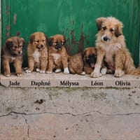 Olivia et ses chiots, chienne à adopter