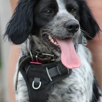 DORITO, chien à adopter