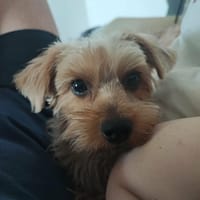 L'énergique Romy, chienne à adopter
