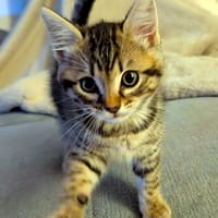 YELLOW, chat à adopter