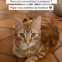 Pépin, chat à adopter