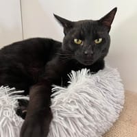Velours, chat à adopter