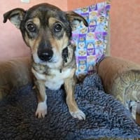 Bobby, der Liebe, Hund zur Adoption