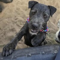 Lenora Kleine Herzensbrecherin sucht ihr, Hündin zur Adoption