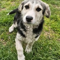 Witziger kleiner Rudi sucht Familie, Hund zur Adoption