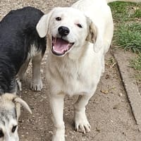 Süße kleine Molly sucht liebe Familie, Hündin zur Adoption