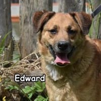 EDWARD, Hund zur Adoption