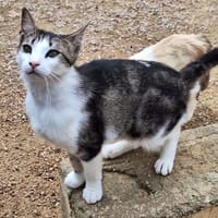 Anhänglicher u. liebevoller Kater Mickey, Kater zur Adoption